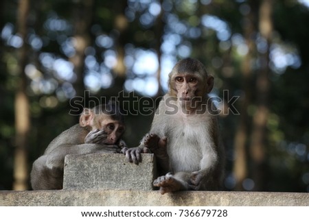 Monkey & Baby monkey 