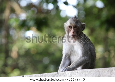 Monkey & Baby monkey 