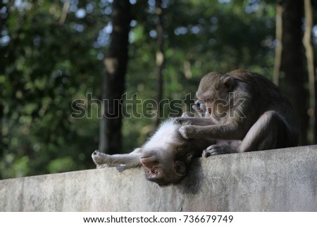 Monkey & Baby monkey 