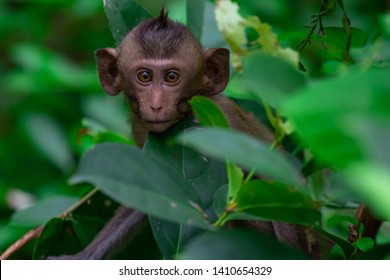 
Monkey Ball Hiding Behind The Green Bush In The Big Forest.