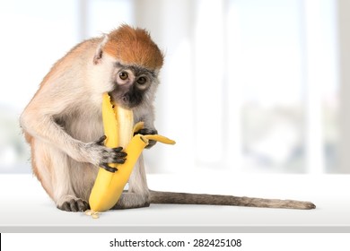 Monkey, Banana, Primate. - Powered by Shutterstock