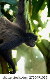 Monkey and bannana on the tree