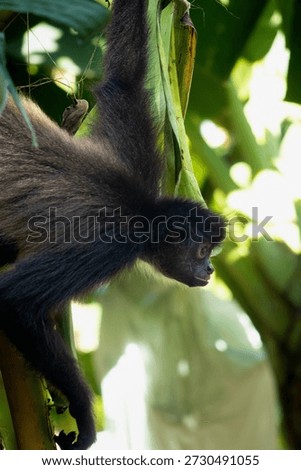 Monkey and bannana on the tree