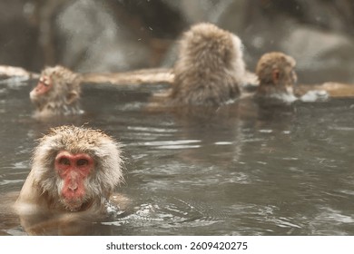 monkey bathing in hot spring with a group