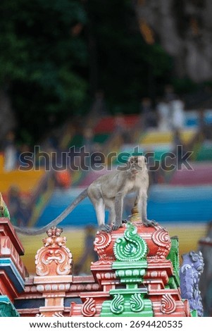 Monkey at the Batu Cave in Malaysia