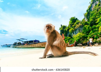 Monkey Beach, Phi Phi Islands, Thailand