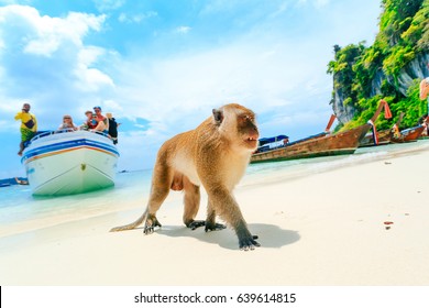 Monkey Beach, Phi Phi Islands, Thailand