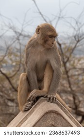 Monkey being sad at Swayambhunath, the World Heritage Site declared by UNESCO, Kathmandu, Nepal