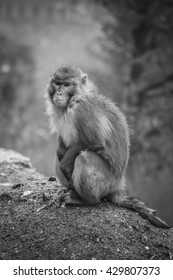 monkey, black and white