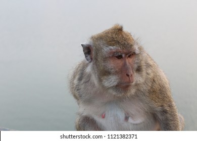 Monkey with a blurred background