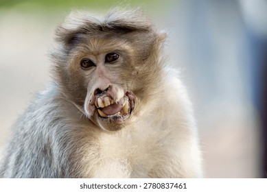 monkey with broken jaw and teeth 