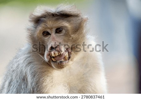 monkey with broken jaw and teeth 