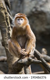 Monkey In Bronx Zoo