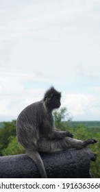 Monkey Bukit Melawati Kuala Selangor