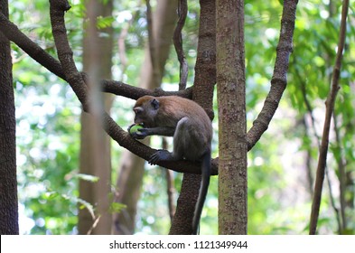 Monkey At Bukit Timah Nature Reserve, Singapore