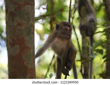 Monkey At Bukit Timah Nature Reserve, Singapore