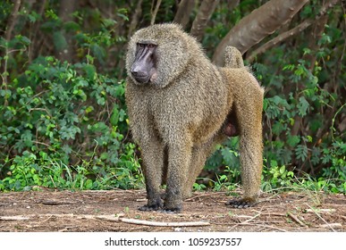 Monkey in a bush. Baboon. African wildlife. Close up. Amazing image of a wild animal in natural environment. Awesome portrait of olive baboon.  - Powered by Shutterstock