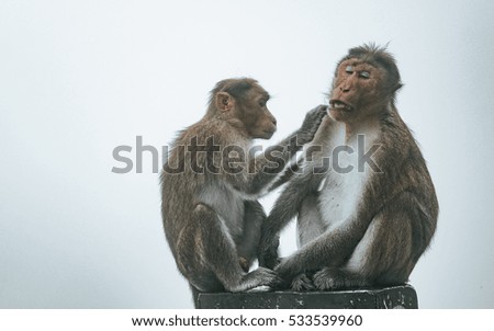monkey business