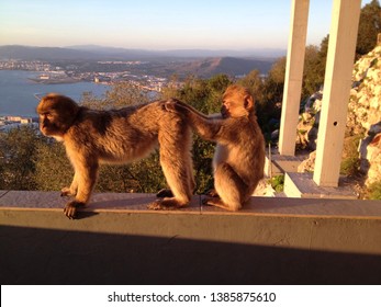 Monkey Business In Gibraltar With A Beautiful Nature View And Sunset.