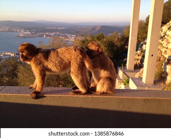 Monkey Business In Gibraltar With A Beautiful Nature View And Sunset.