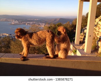 Monkey Business In Gibraltar With A Beautiful Nature View And Sunset.