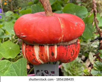 Monkey butt  - French Turban Squash pumpkin fruit