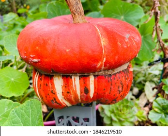 Monkey butt  - Turban Squash pumpkin variety