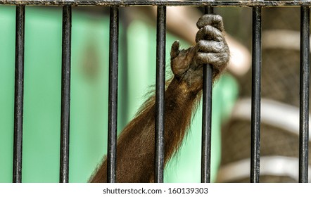 Monkey Cage 