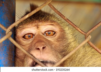 Monkey In A Cage. 