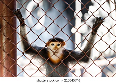 Monkey Cage