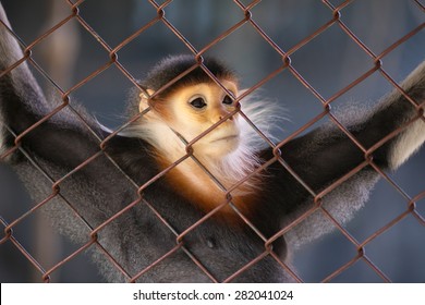 Monkey In The Cage