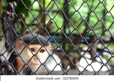 Monkey In The Cage