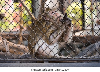 Monkey In A Cage