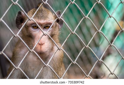 Monkey In The Cage