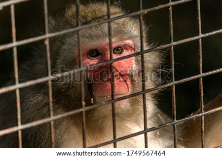 Monkey in the cage is enclosed in a zoo and sadly and aggressively looks through the bars to find freedom. Animals suffer in the cells of the zoo. Concept of protecting animals from captivity