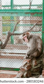 Monkey in a cage as a metaphor for being trapped by societal expectations