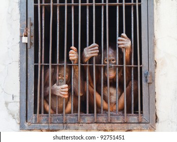 Monkey In Cage Of Zoo