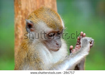 Similar – Image, Stock Photo Who stole the coconut?