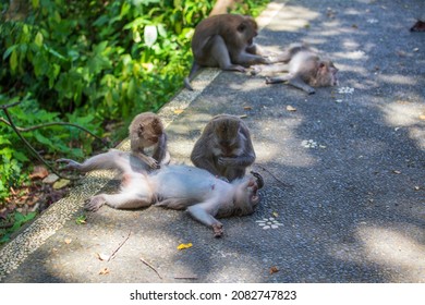 1,262 Monkey fleas Images, Stock Photos & Vectors | Shutterstock