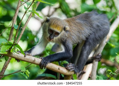 116 Ghanaian zoo Images, Stock Photos & Vectors | Shutterstock