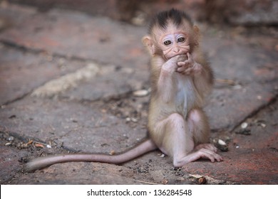 monkey  child