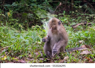 Monkey With Cigarette Smoke