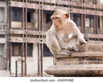 Monkey in the city
