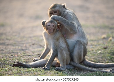 Monkey cleaning another