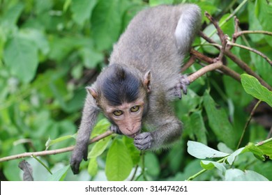 The Monkey climb on the tree and Tooth pick. Crab-eating macaque, Macaca fascicularis
