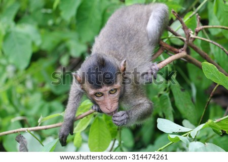 The Monkey climb on the tree and Tooth pick. Crab-eating macaque, Macaca fascicularis