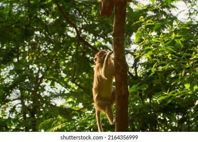  Monkey climb a tree in the forest                              