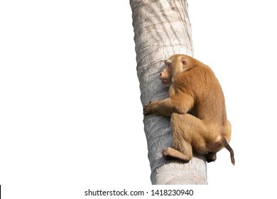 A monkey climbing coconut tree with white background. A monkey plucking the coconut. 