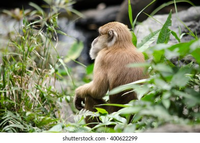 monkey is climbing on the tree for eat friut in forest - Shutterstock ID 400622299
