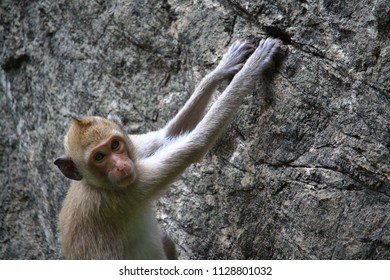 monkey climbing the rock